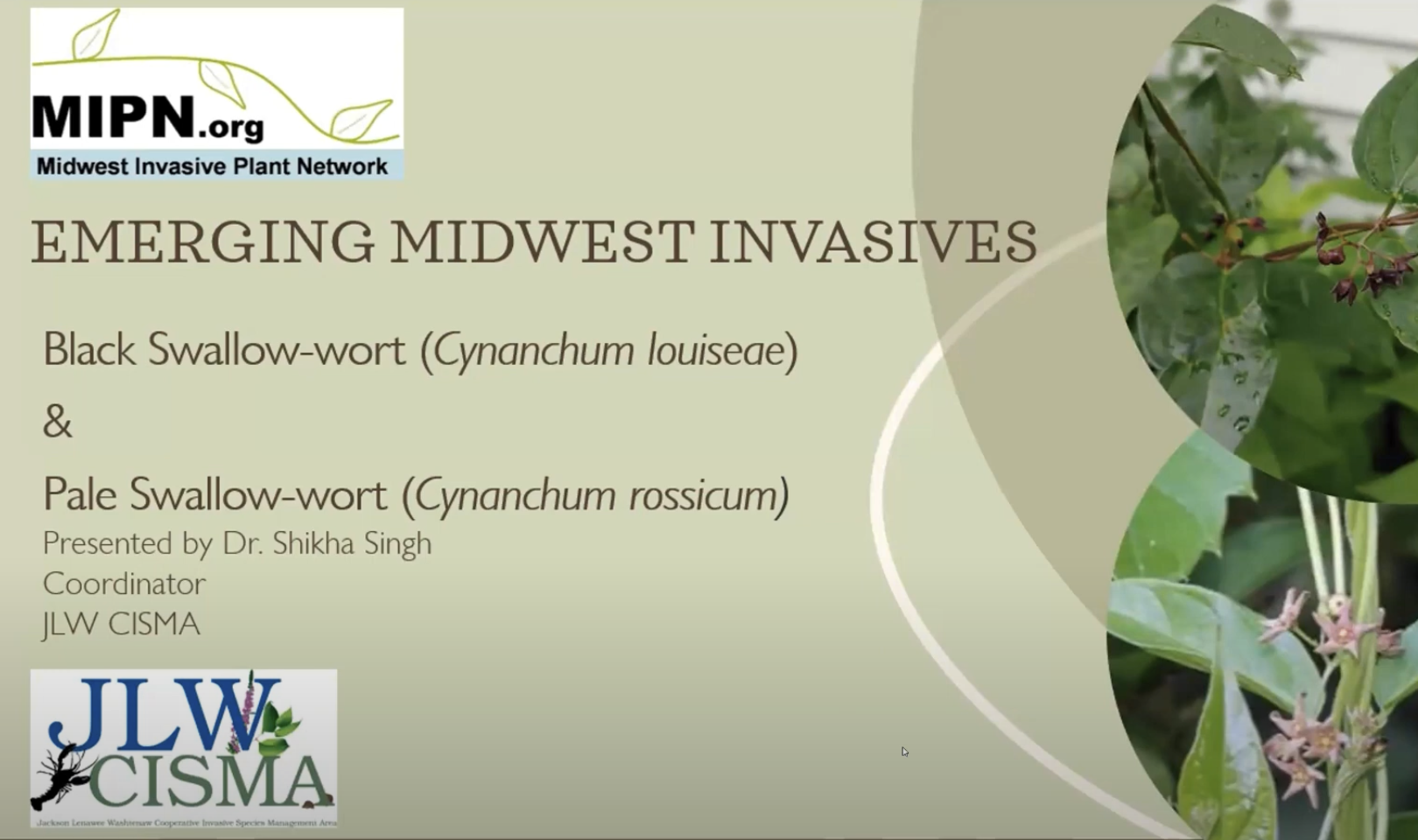 Black & Pale Swallow-Wort (Cynanchum Louiseae)